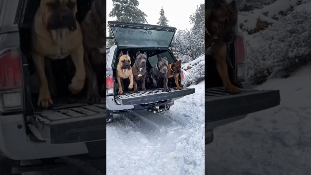 Cane Corso Best Moments