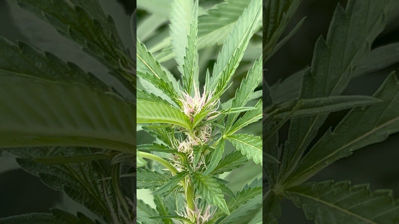 Planta de Cannabis con Pistilos Rosas y Morados | Pink Candy, Fancy #shorts