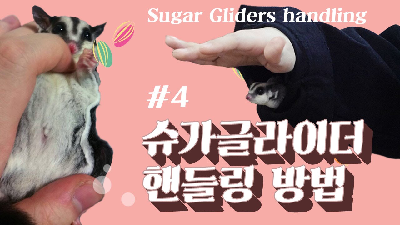 #4 슈가글라이더 핸들링 방법 (Sugar Gliders handling)
