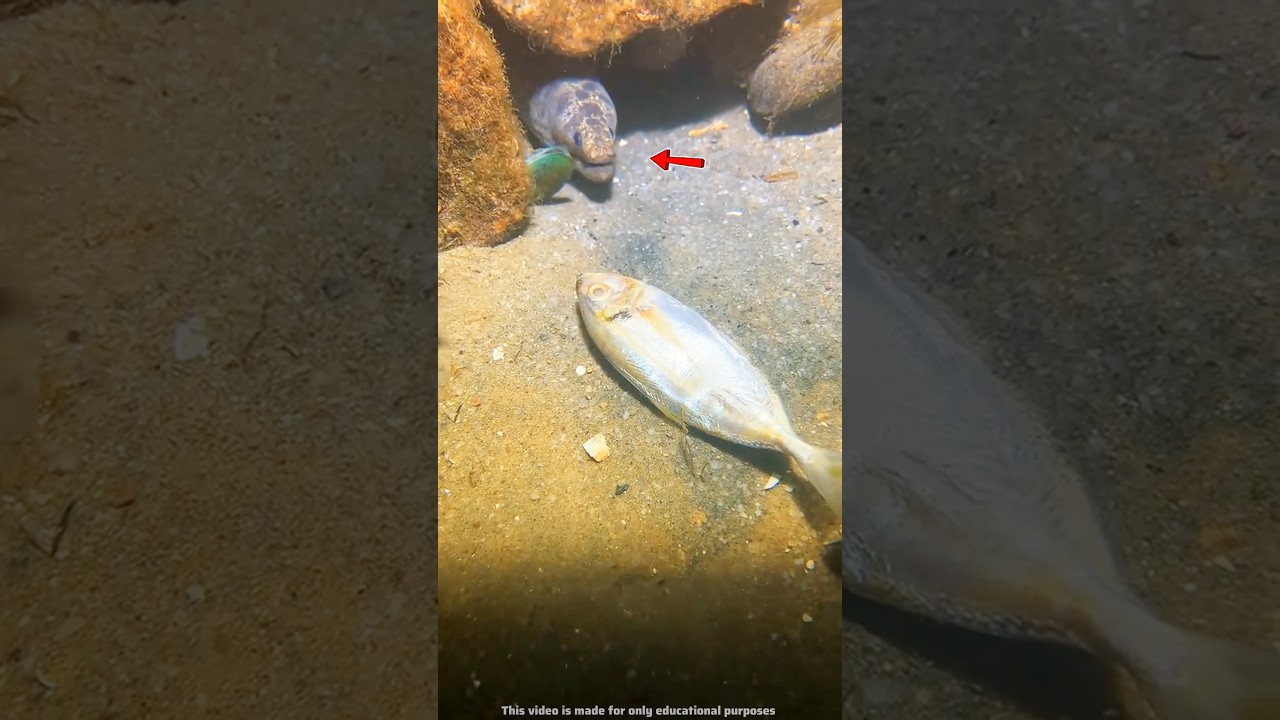 This guy was stuck with a dead fish #shortvideo