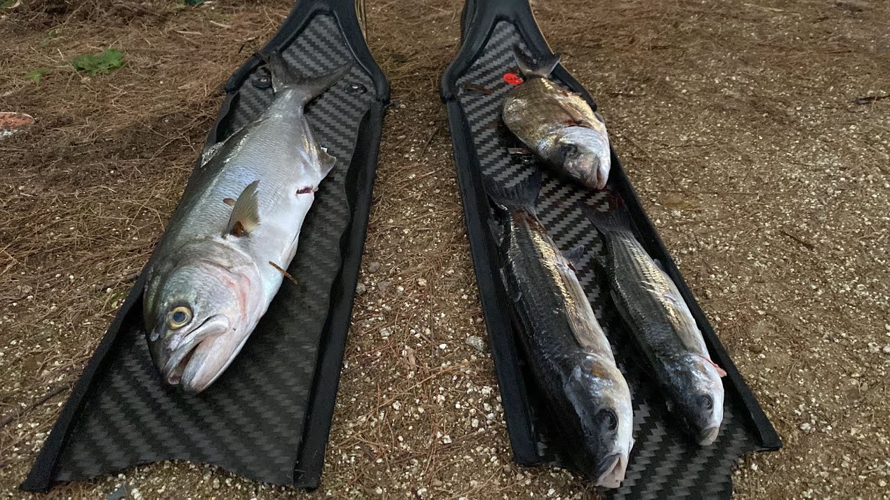 Agguato in acqua bassa pescasub bel serra Big bluefish