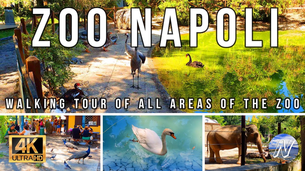 Zoo di Napoli Walking tour of all areas 4K UHD #animals #4k #napoli #travel #walkingtour #zoo
