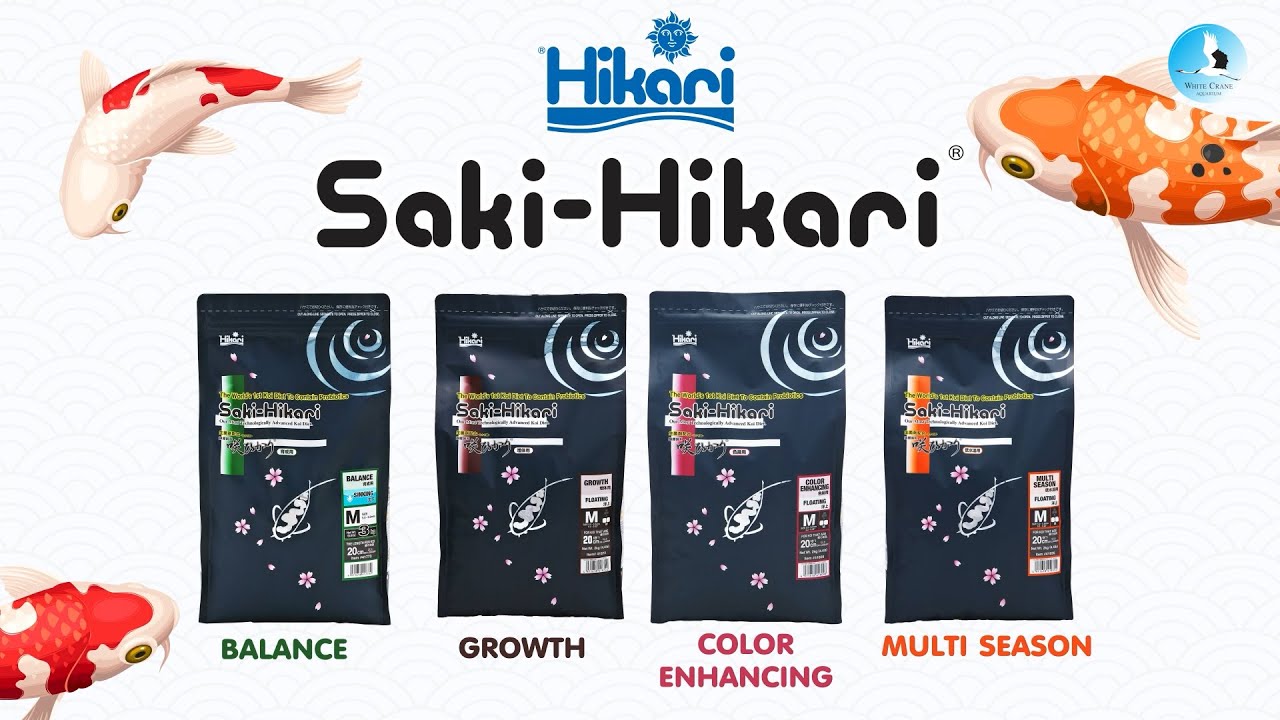 อาหารปลาคาร์พที่นักเลี้ยงปลาทั่วโลกเลือก | Saki-Hikari
