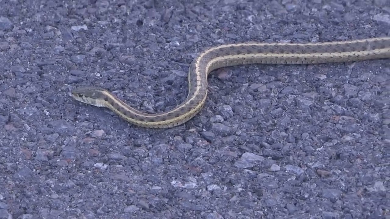 Common Garter Snake, Frenchglen