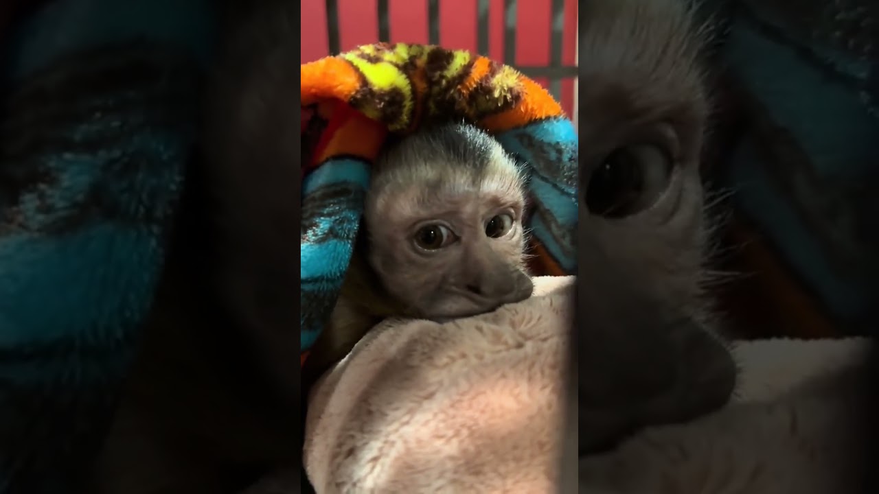 One of these is not the same lol ##capuchinmonkey##LoxandOllie##Landostrong##viral##sleepymonkeys