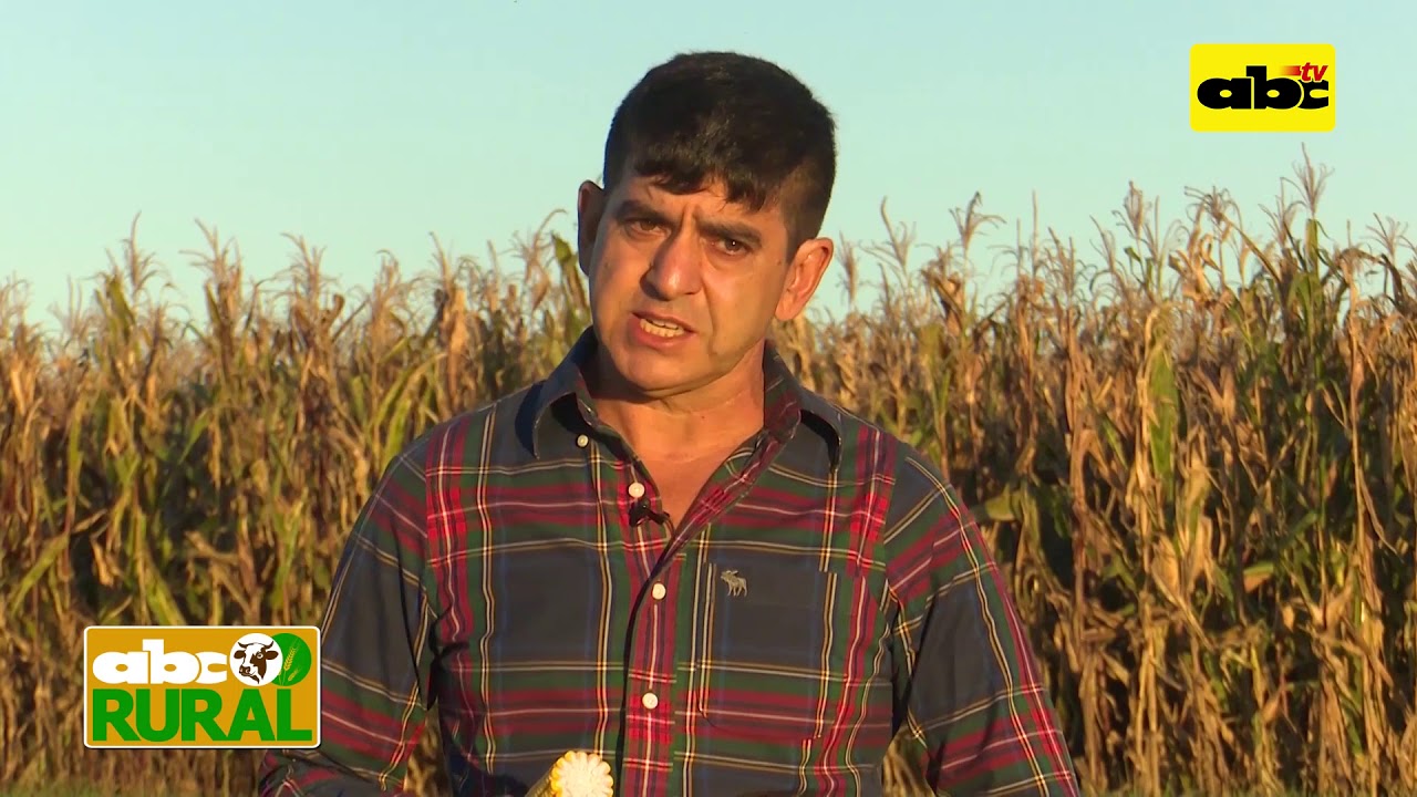 Abc Rural: Producci&oacute;n de ma&iacute;z en etapa de cargado de granos