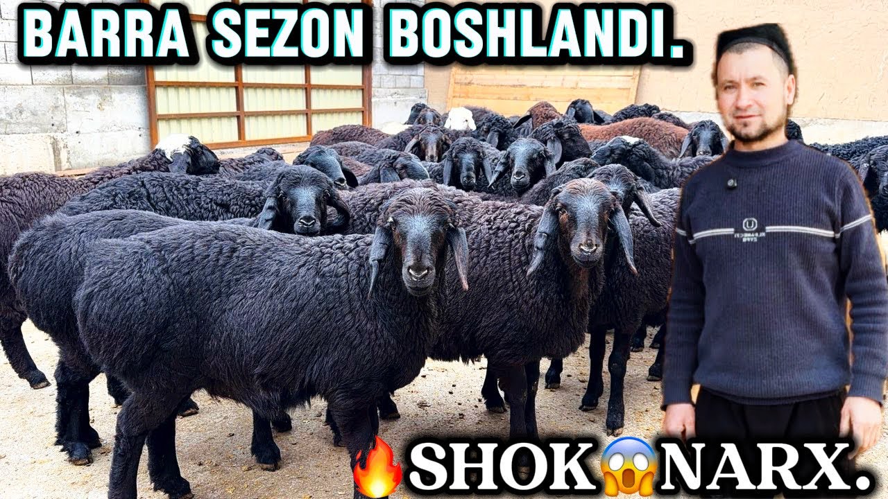 BARRA .QOCHQOR .BOGOZ SOVLQ .NARXLAR 500ming DAN ARZON BOLDI.