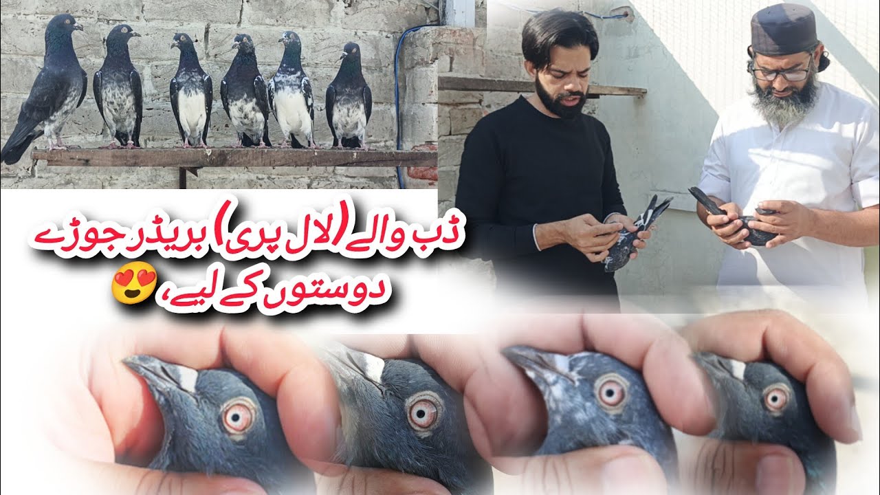ڈب والے(لال پری) بریڈر جوڑےدوستوں کے لیے، 😍... Contact 03227616216