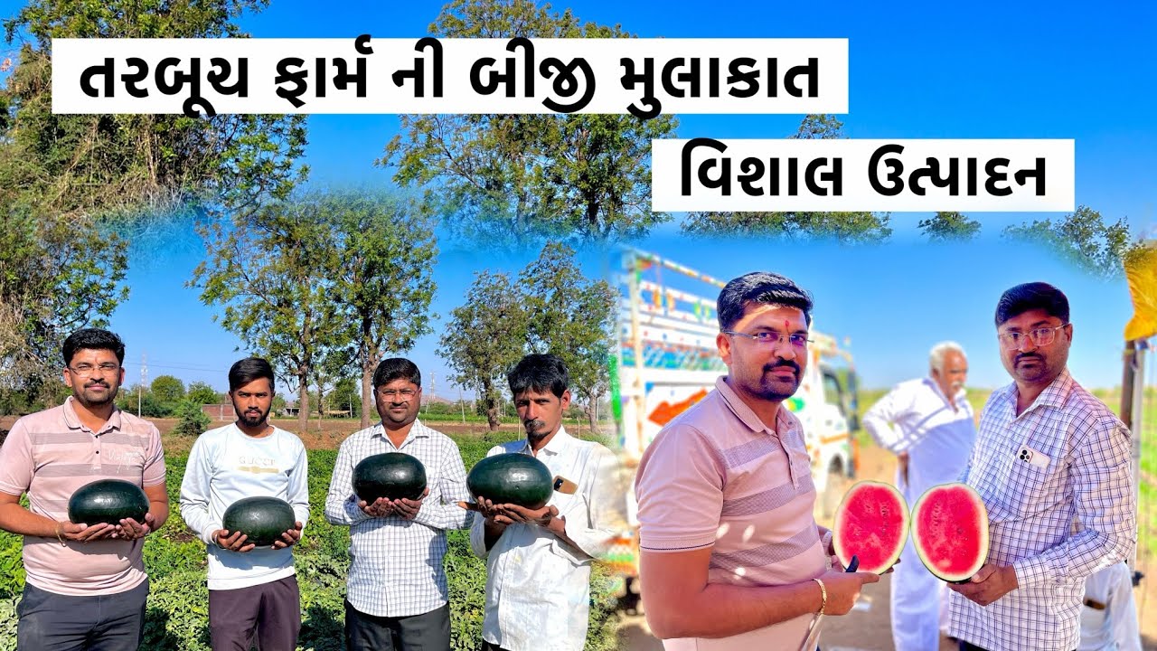 તરબૂચ ફાર્મ ની બીજી મુલાકાત || તરબૂચ વાવેતર ૨૦૨૫ || best test watermeln #watermelon #agriculture