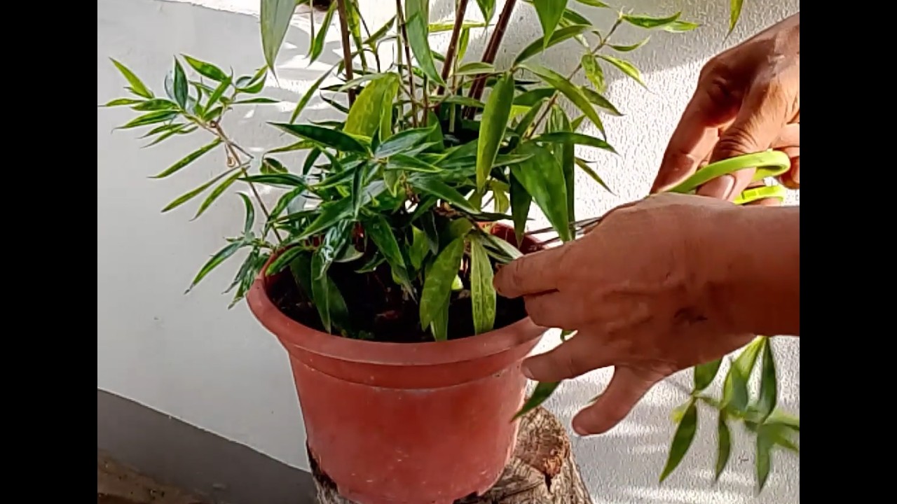 How to maintain the beauty of your plants at home - Simple exercise