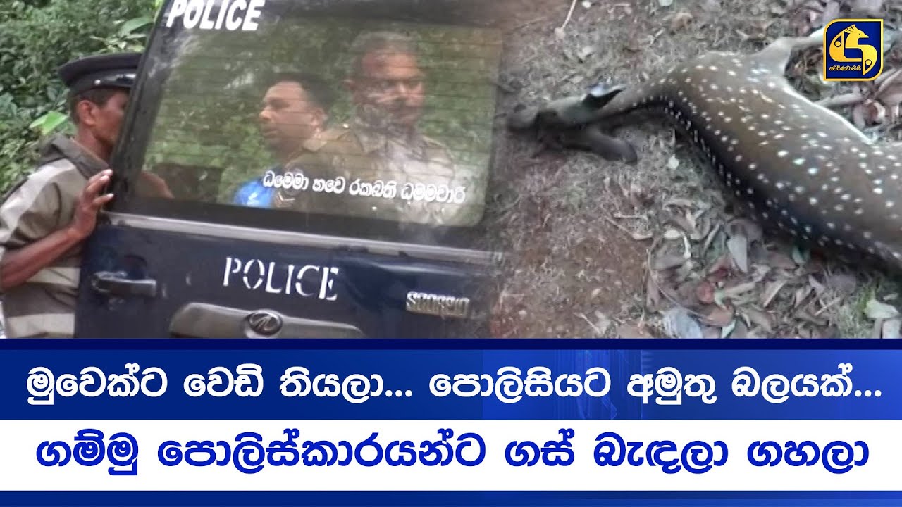 ගල්කිරියාගම පොලිසියේ 3 ක් ගැබ්බර මුව දෙනකට වෙඩි තියලා