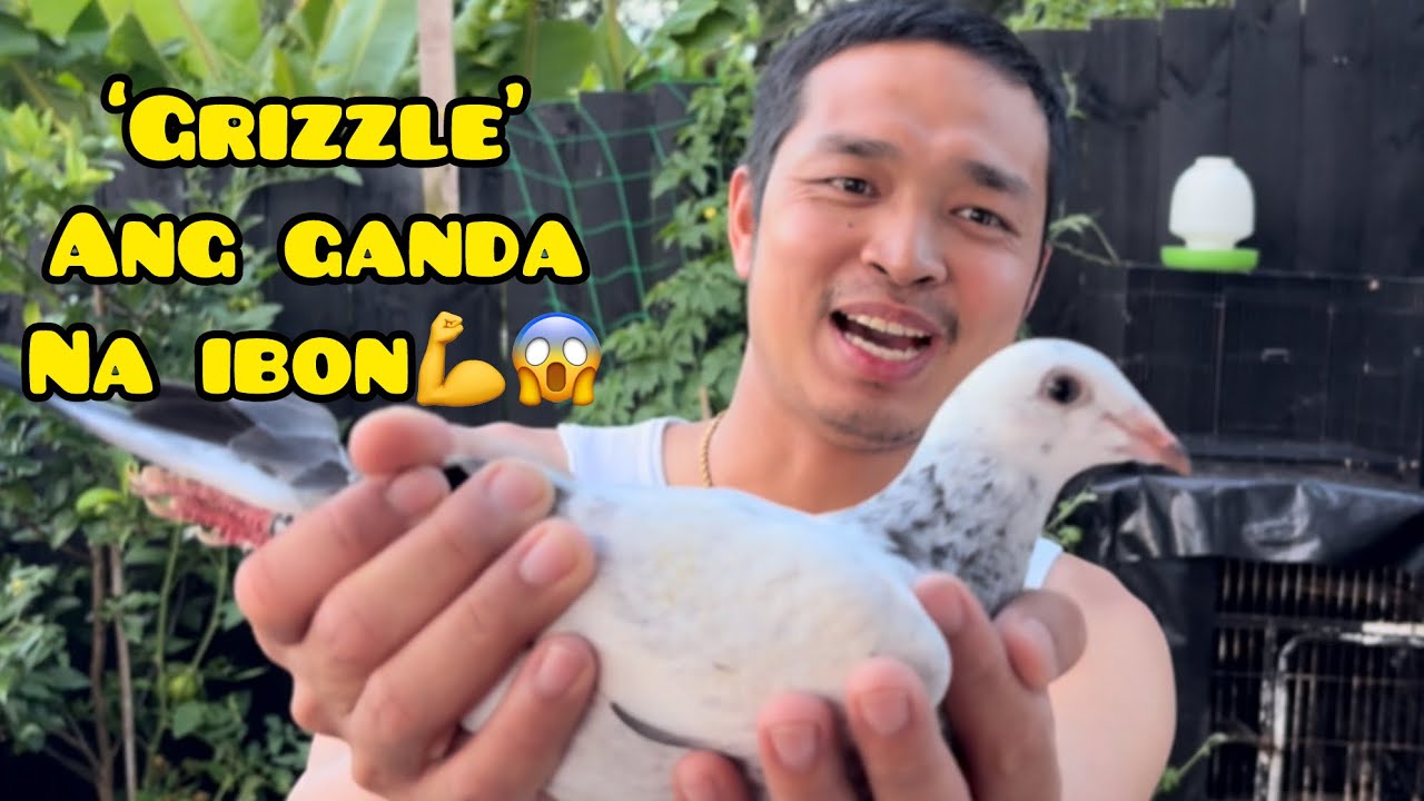 BAGONG BLOODLINE NA PANG MALAKASAN💪👊 #unoloftpigeonracing #stubbornline 