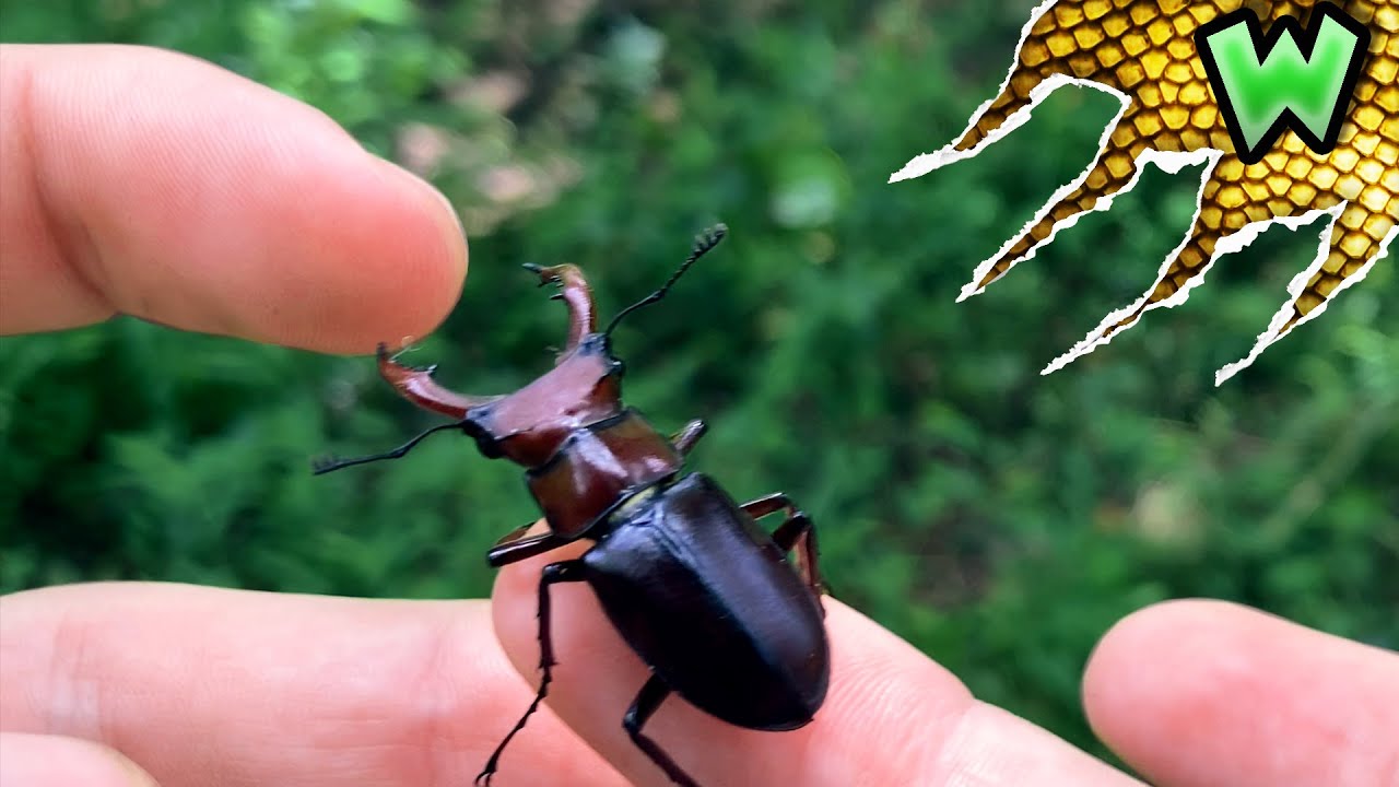 What Happens if a Stag Beetle BITES You?