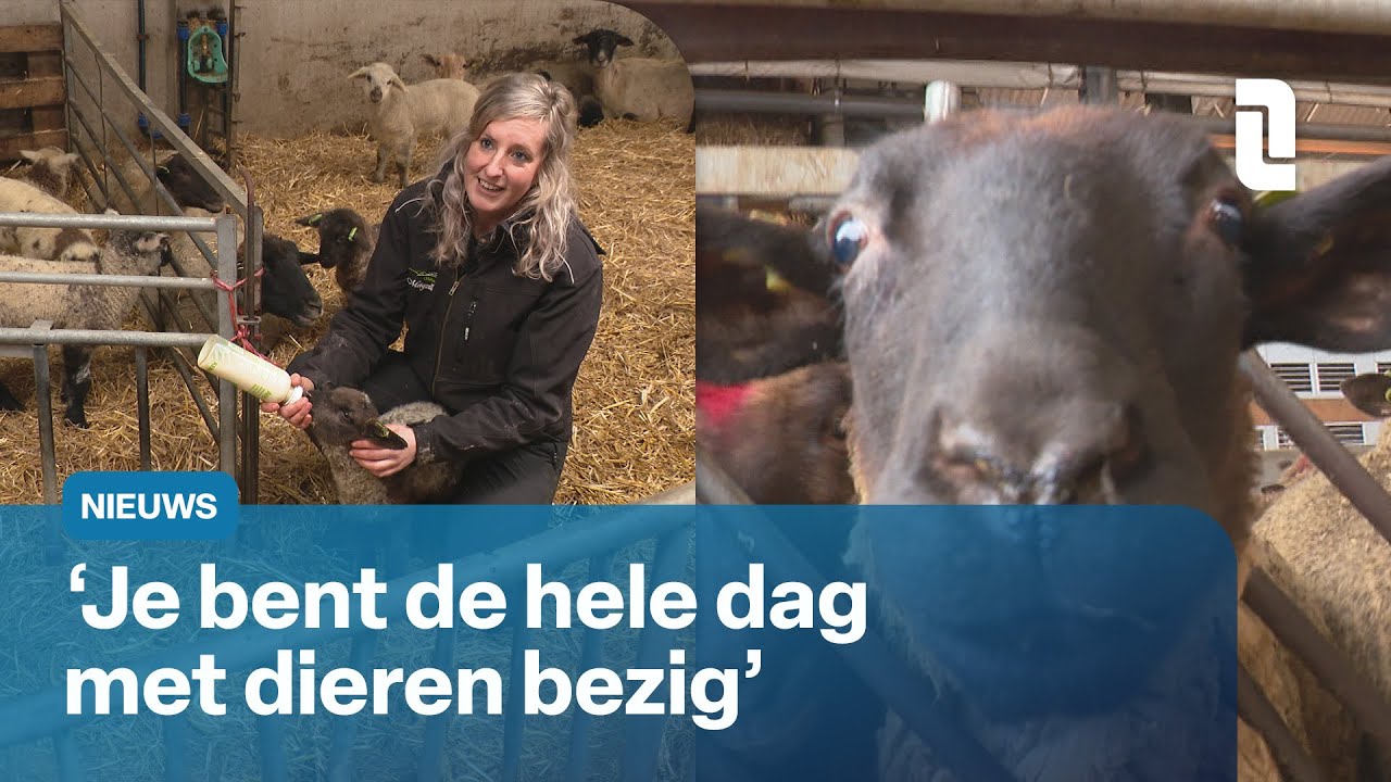 Janine 'van boer zoekt vrouw' zoekt schaapherder: 'Fysiek kan het zwaar zijn' | L1 Nieuws