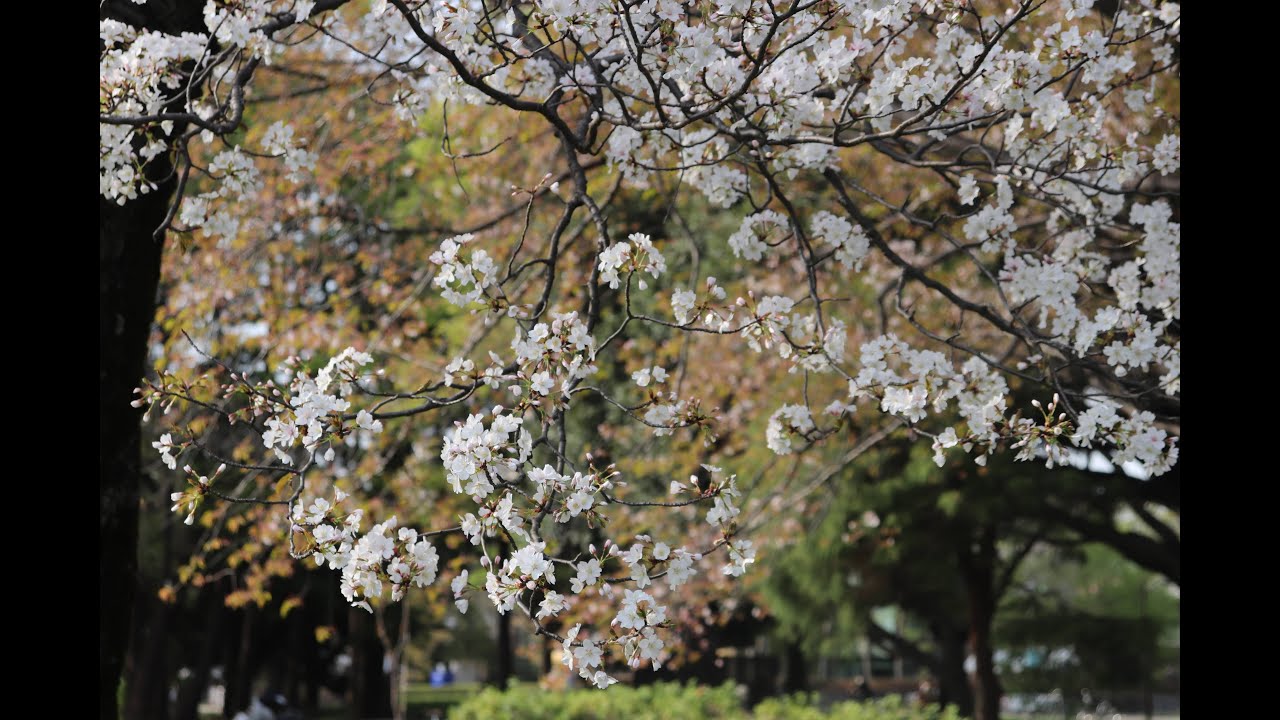 sakura 2021!! Tokyo Japan!! KOganei park!! EOS77D!!