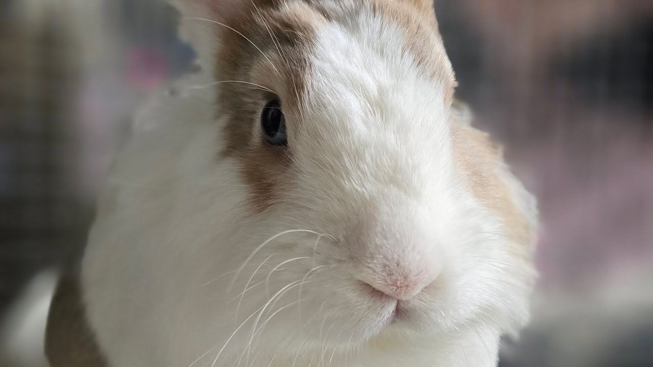 ウサギが週末の朝をどう過ごすか見ていよう! 