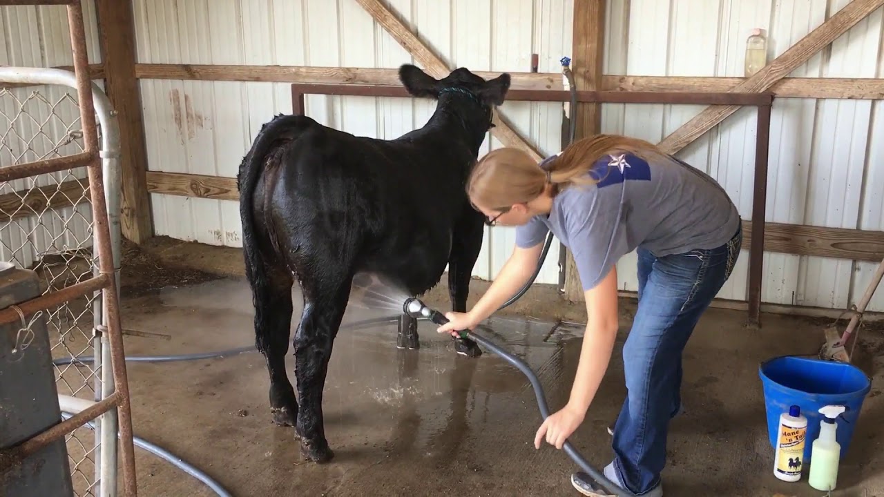 How to Properly Wash and Blow Dry a Show Heifer