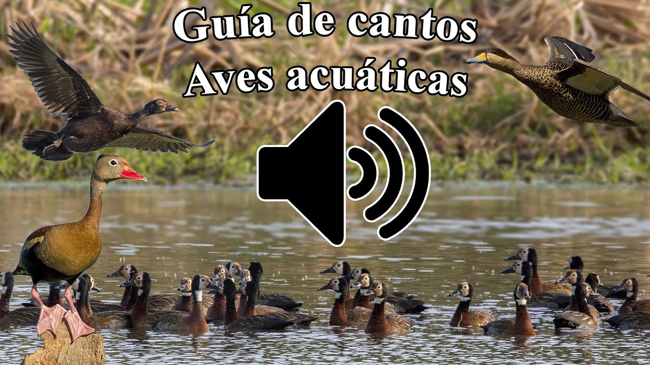 Guía cantos de aves Argentinas (Aves acuáticas)/02