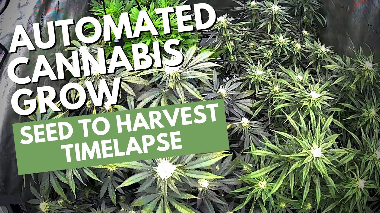 Cannabis Timelapse Complete Grow #2 | Seed to Harvest