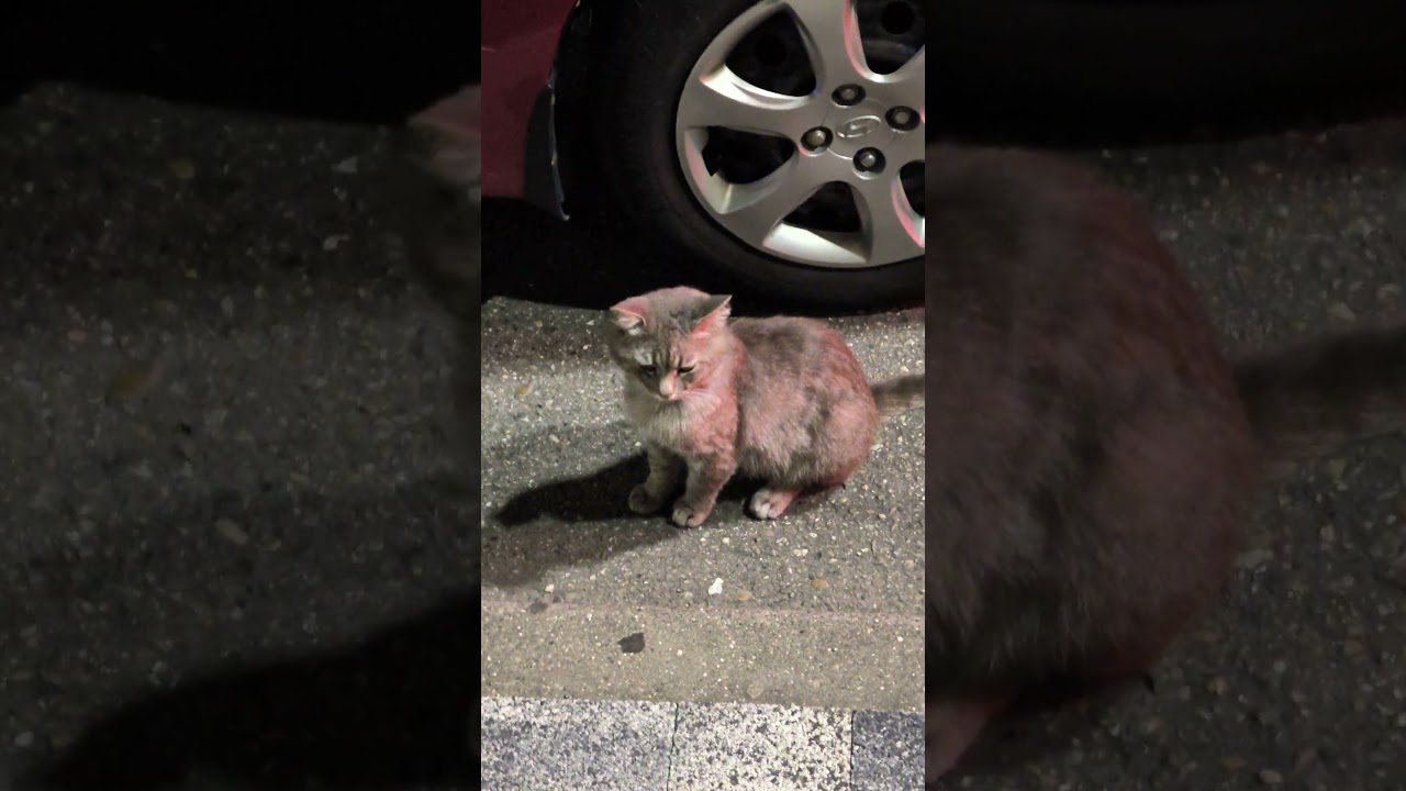 Кот который гуляет сам по себе. 