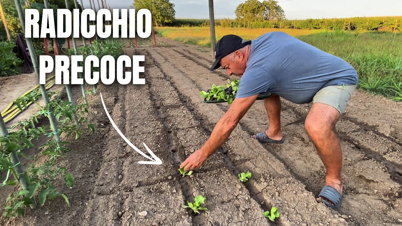 RADICCHIO Precoce: Quando e Come Trapiantarlo nel Tuo Orto