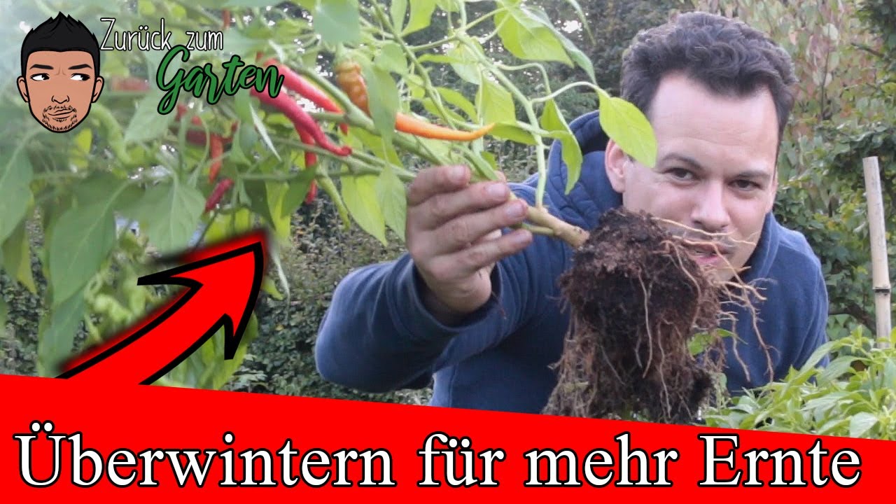 Chili, Paprika und Physalis überwintern um große Ernte zu sichern Selbstversorgung im Haus