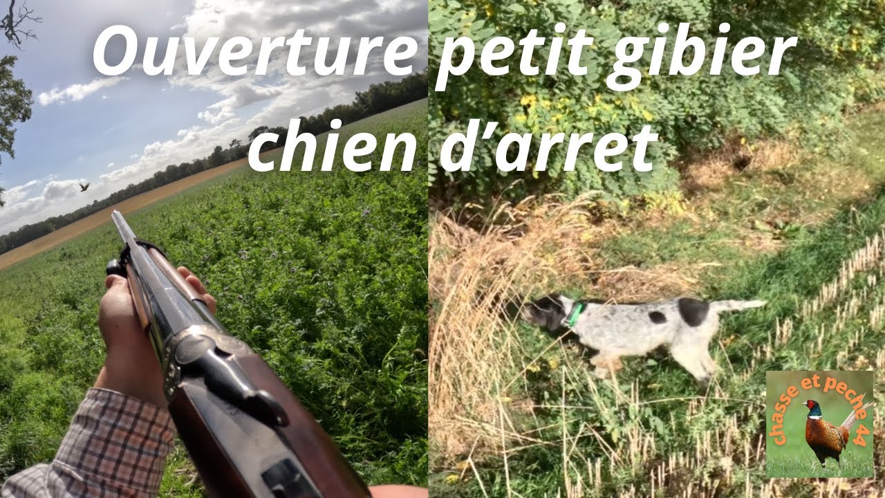 Chasse petit gibier au chien d’arrêt perdrix faisent (ouverture 2025 )