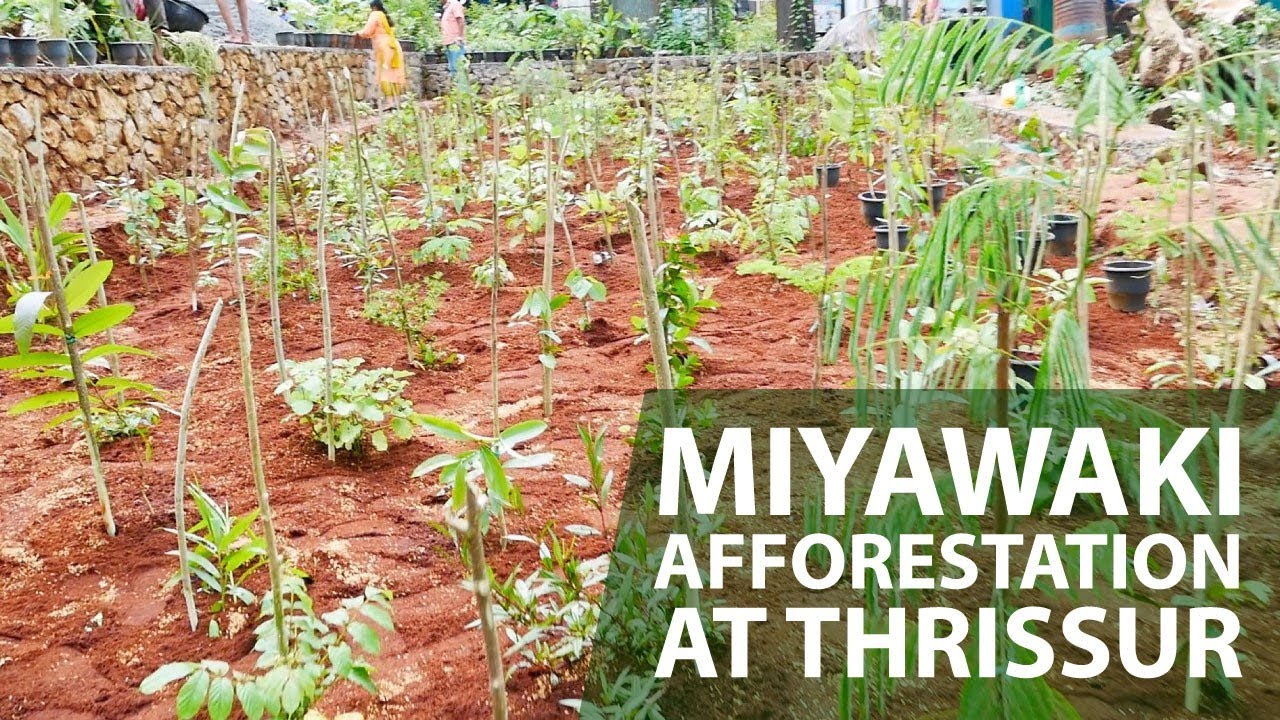 Miyawaki Afforestation for Kerala Forest Department at Mudikkode, Thrissur