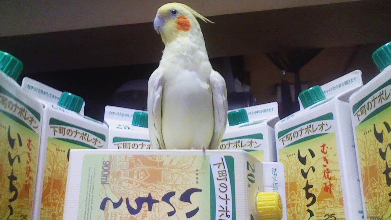 亡き父といいちこ