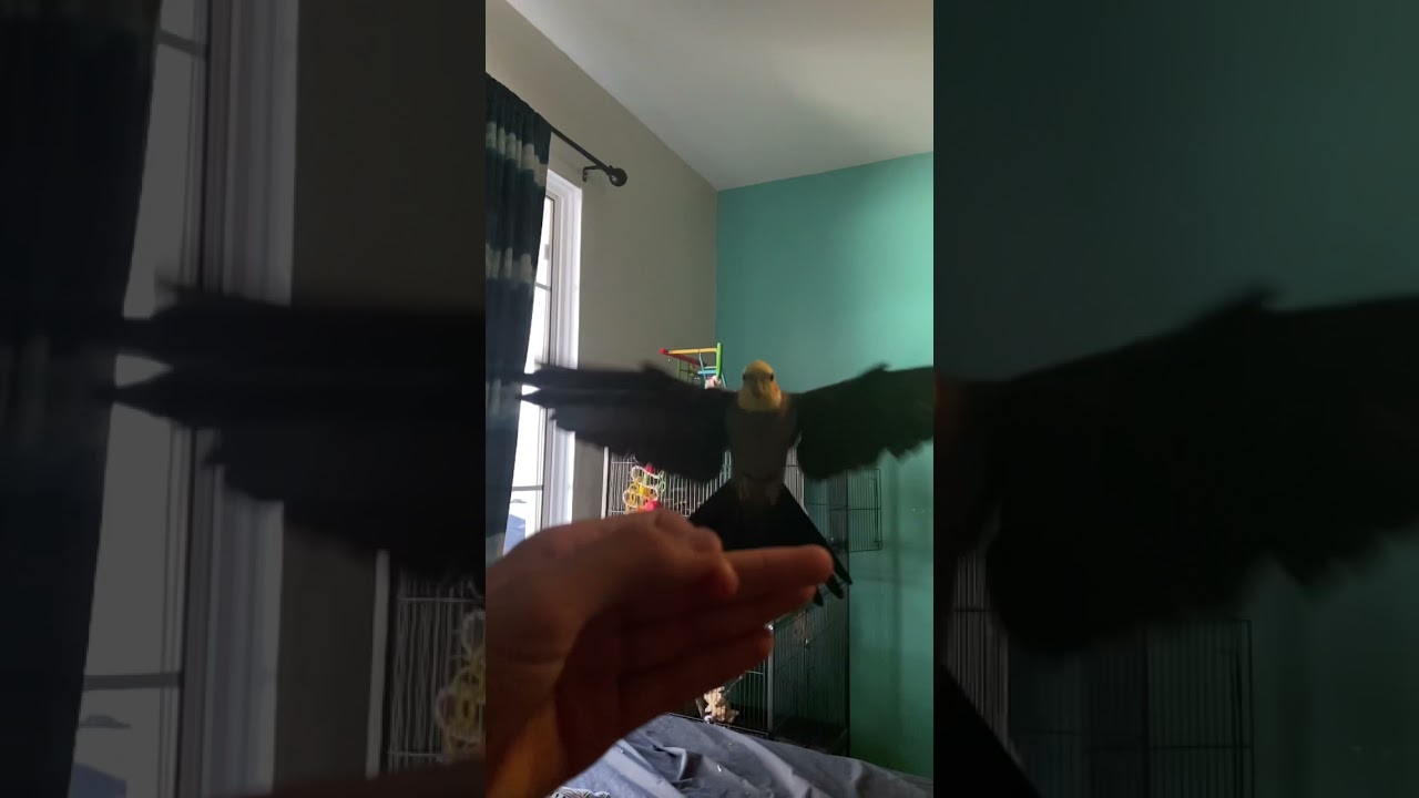 Cockatiel flying