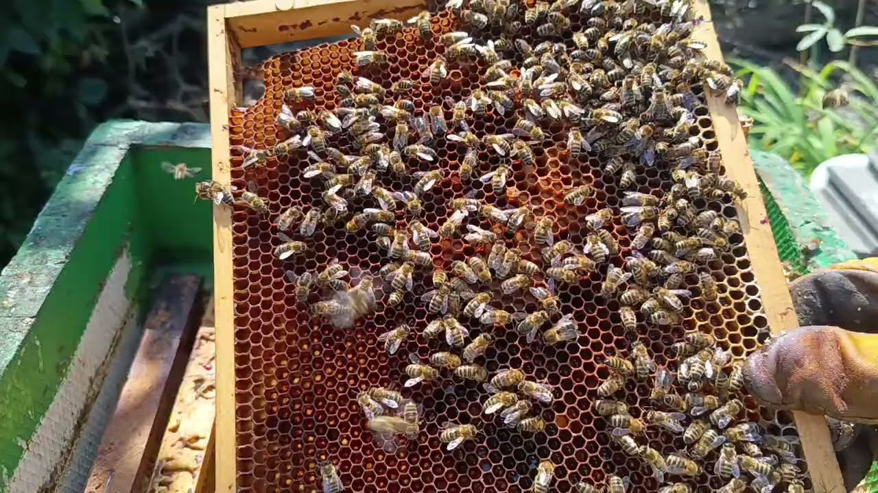 Vadná včelí matka je potvrzena, včelstvo je určeno k likvidaci. Hrboplod a trubcokladná královna.