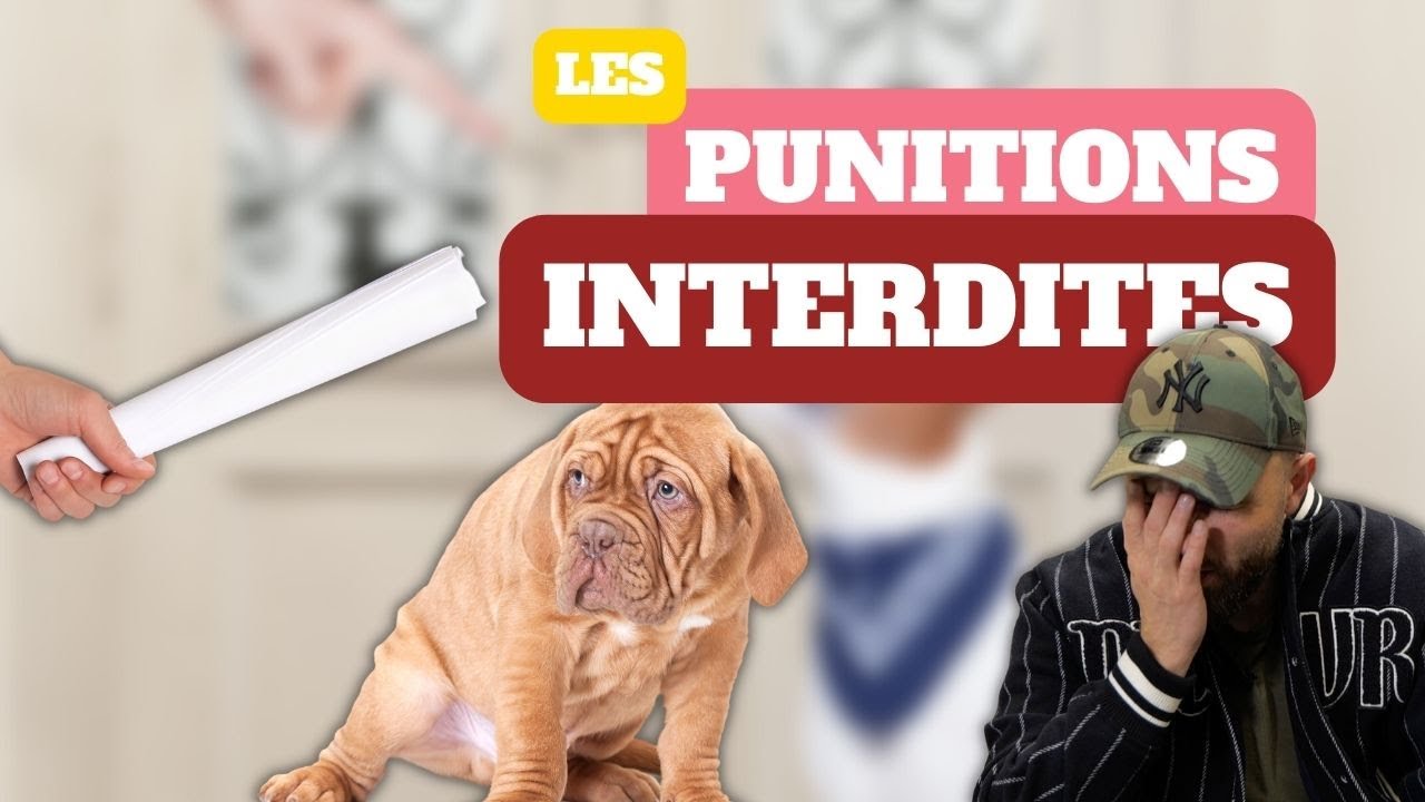 Alors ça JAMAIS ! Punir son chien comme ça c'est NON !