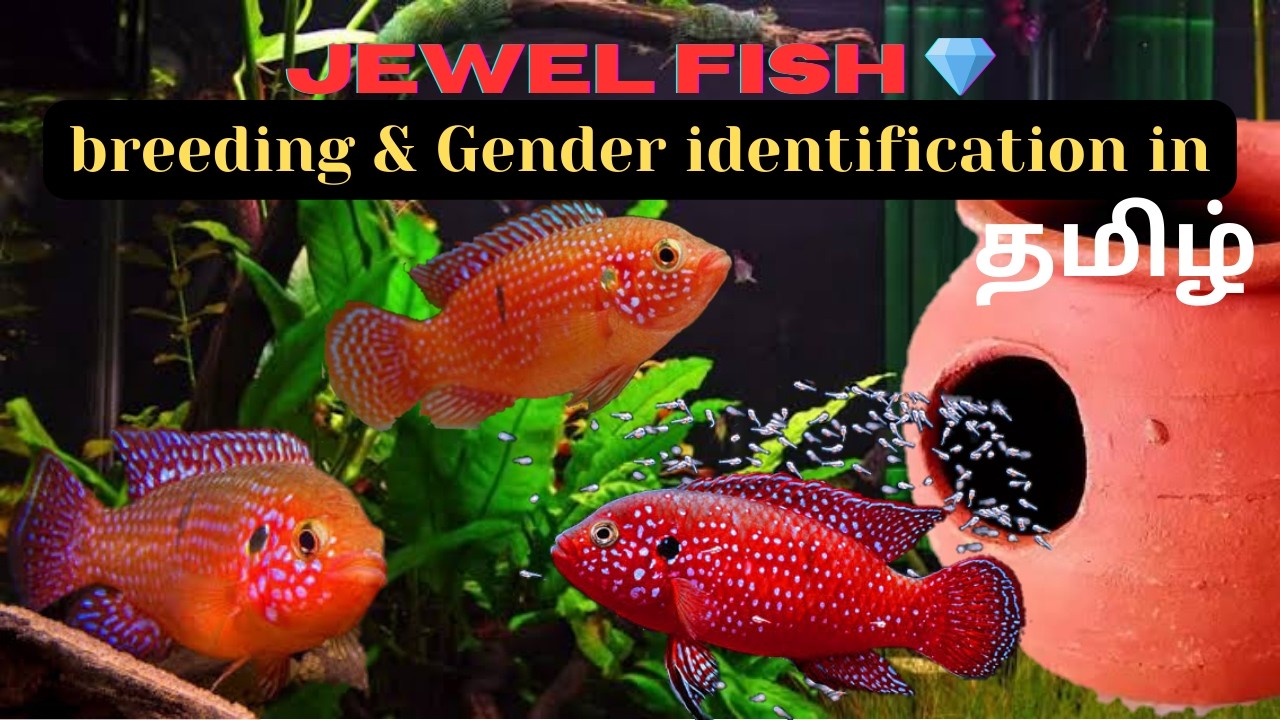 Jewel fish breeding in தமிழ் |@Jowithpets |#fishtank #cichildfish #aquariumfish