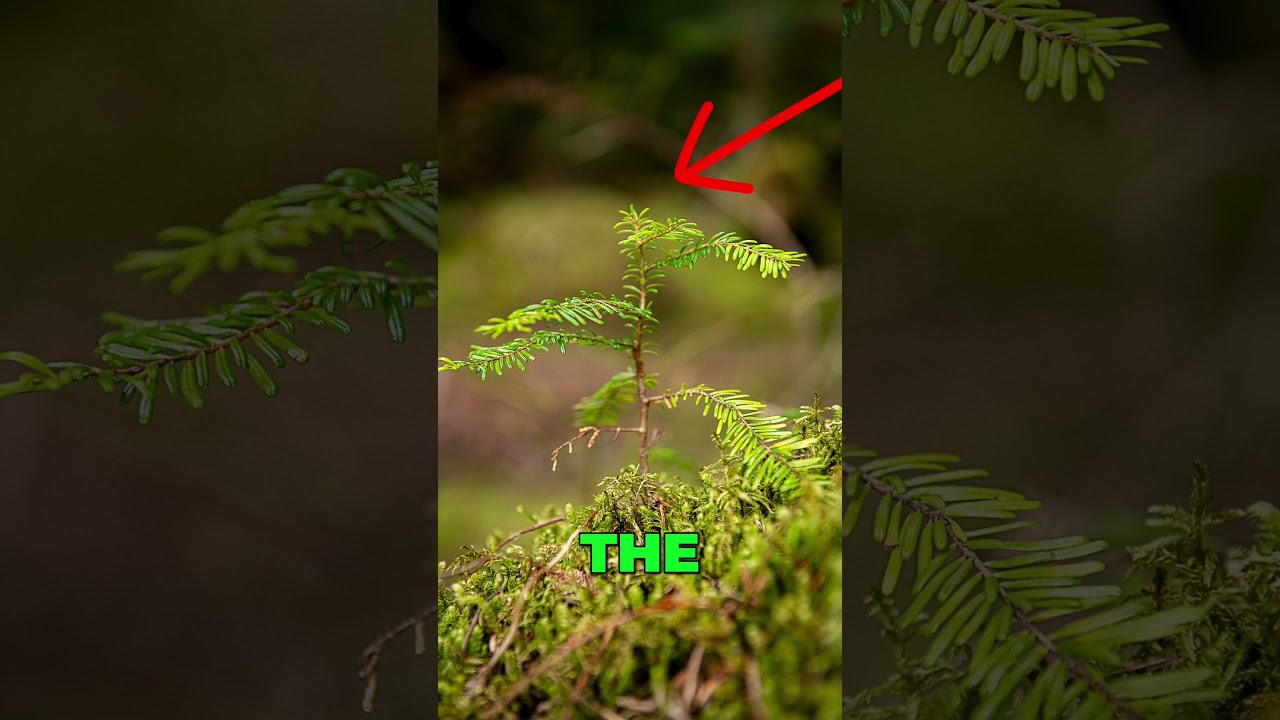How would you photograph this tiny little tree?