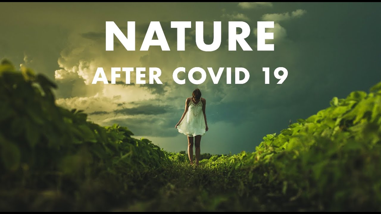 Is Coronavirus  Helping the Environment, Covid Nature Reclaim, Nature after Covid 19