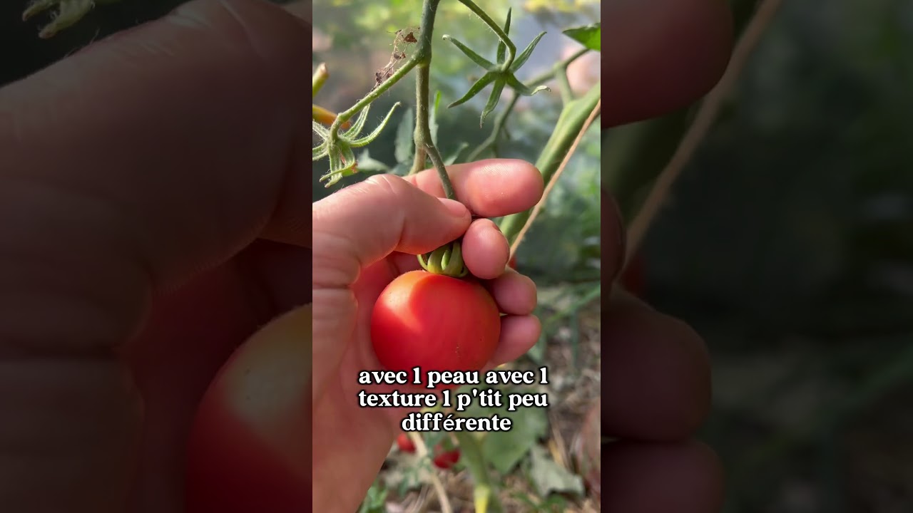 Vari&eacute;t&eacute;s de tomates insolites