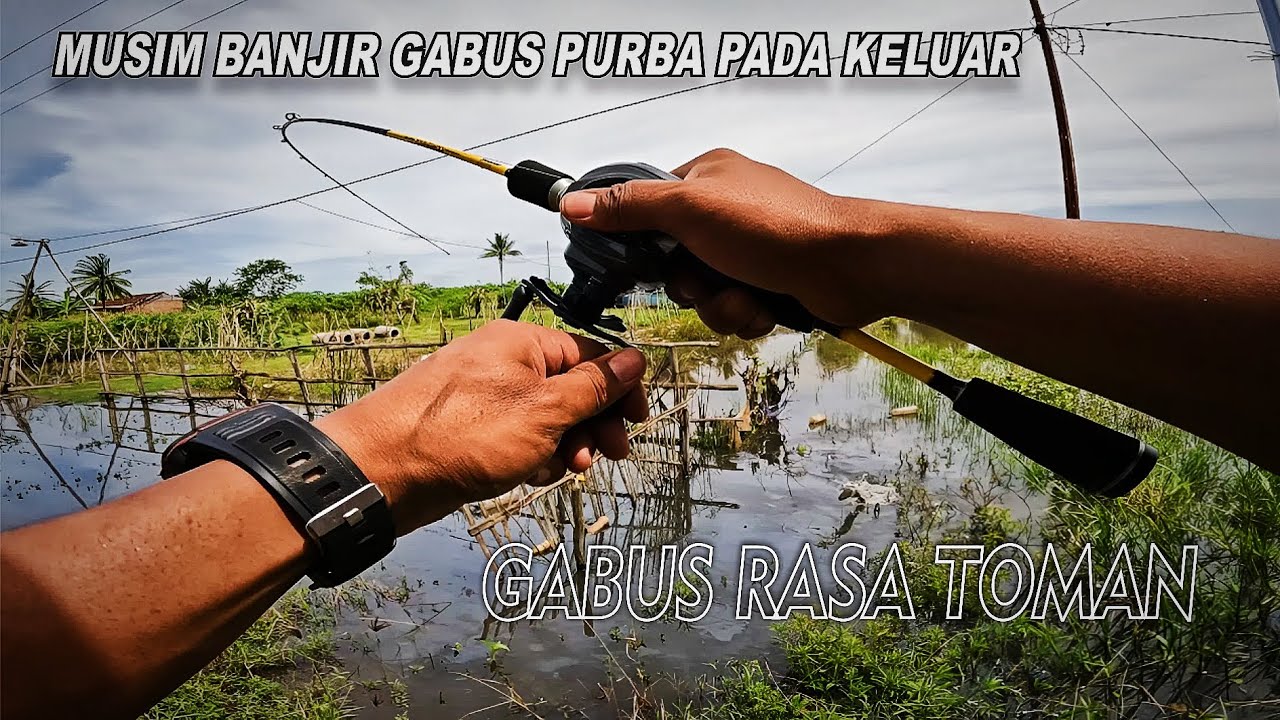 REAL...!!!😱 CASTING GABUS MONSTER 