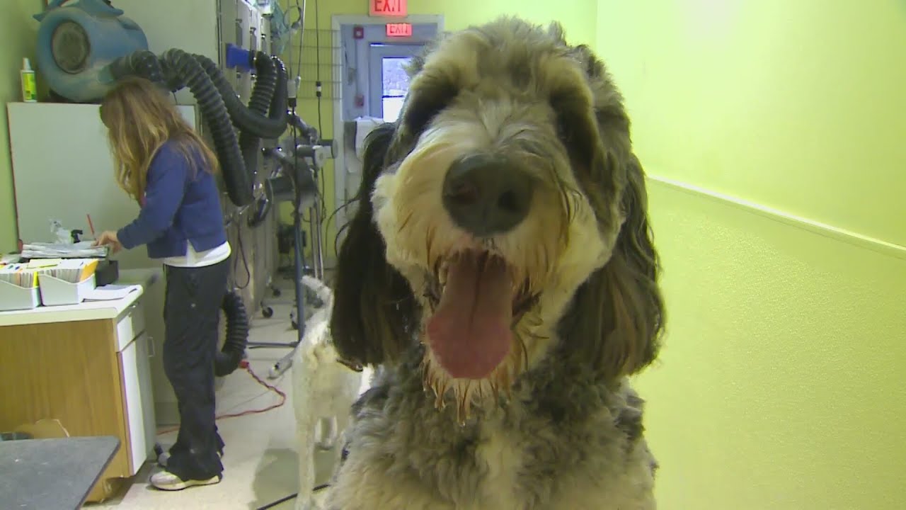 Fur Babies owner shares the wild ride of New Year grooming season
