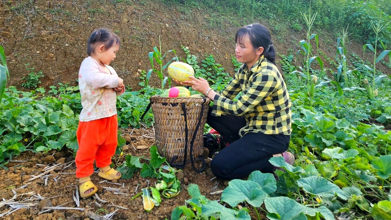The girl was very disappointed with the boy. Picking melons to sell.Ly Tieu Cham