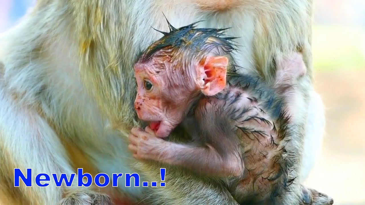 Oh God....Newborn Baby Monkey Looks Very Amazing /Baby Is Just Only One day old