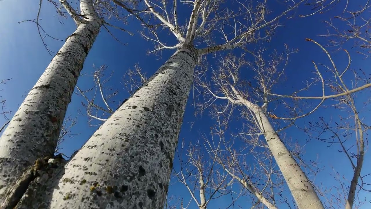 Tree surfing.