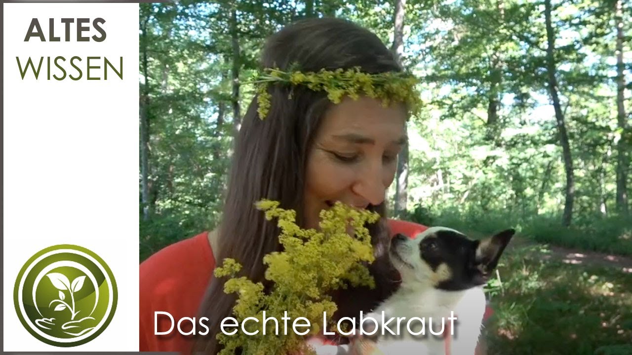 Das echte Labkraut - Göttliches Segenskraut Pflanzenkunde Altes Wissen