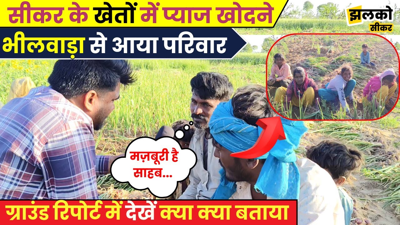 Sikar के खेतों में प्याज खोदने आये Bhilwara के मजदूर परिवार ने ground report में देखें क्या बताया