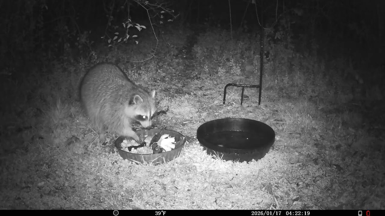 Trail Cam 2026 JAN 17