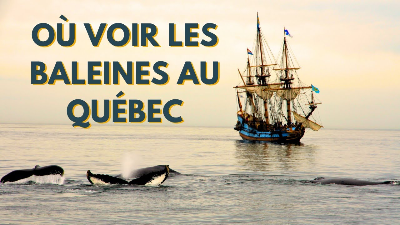 Où voir des BALEINES au QUEBEC ?