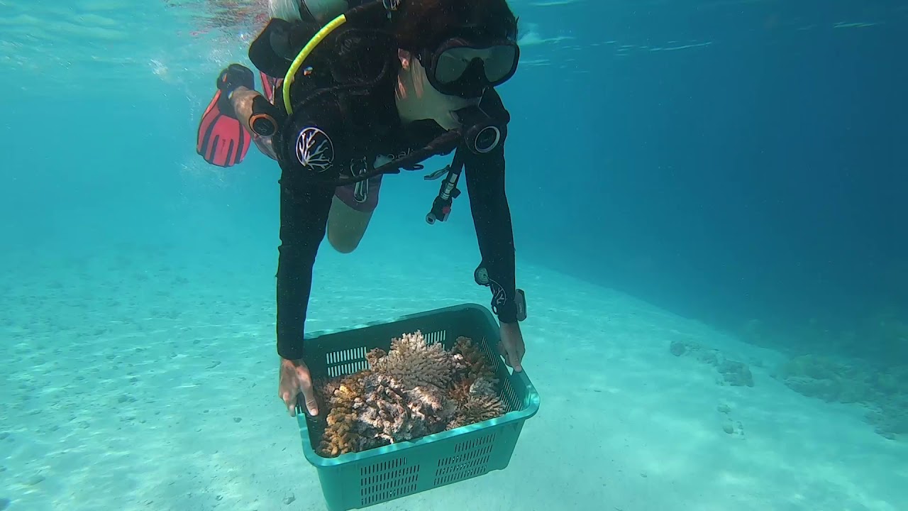 Nursery in the Maldives - Coralive