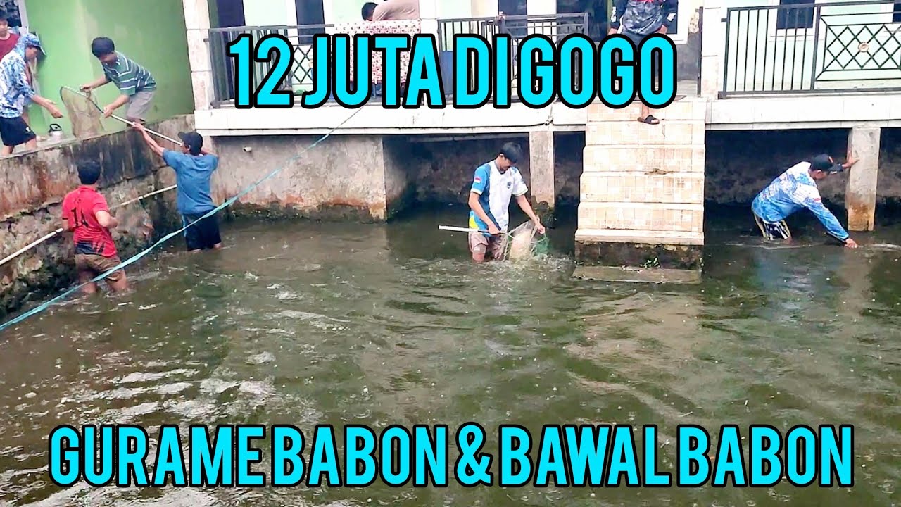 KOLAM 12 JUTA GURAME BABON BAWAL BABON PLUS PATIN AKHIRNYA DI GOGO‼️