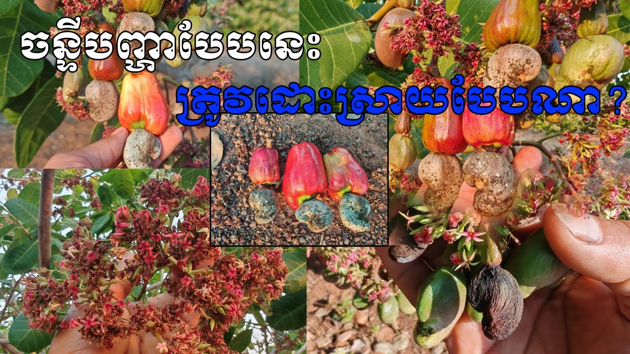 ផលប៉ះពាល់ធ្ងន់ធ្ងរ! ជំងឺអង់ត្រាសណូ និងផ្សិតម្សៅសបំផ្លាញស្វាយចន្ទីយ៉ាងដូចម្តេច?