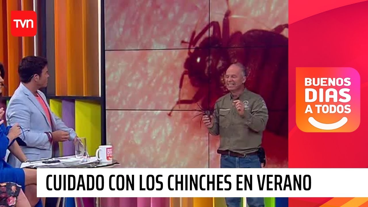 Cuidado con los chinches que aparecen con estas temperaturas | Buenos días a todos