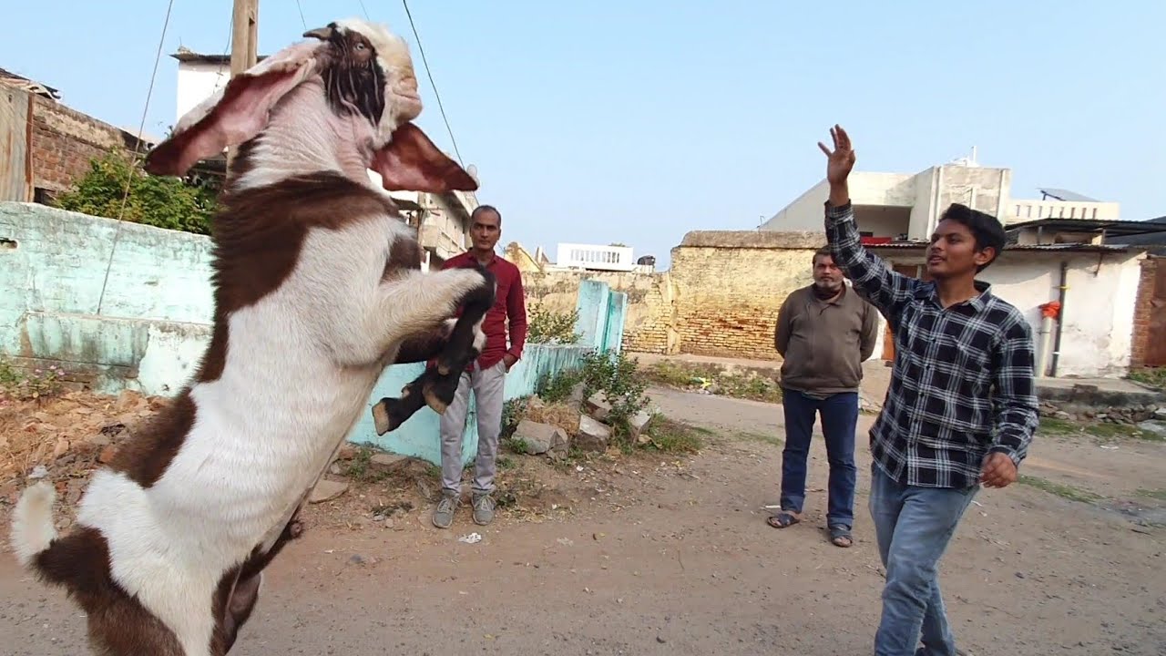 Top Quality Hyderabadi Goat Breeder At Taj Goat Farm Gujarat.